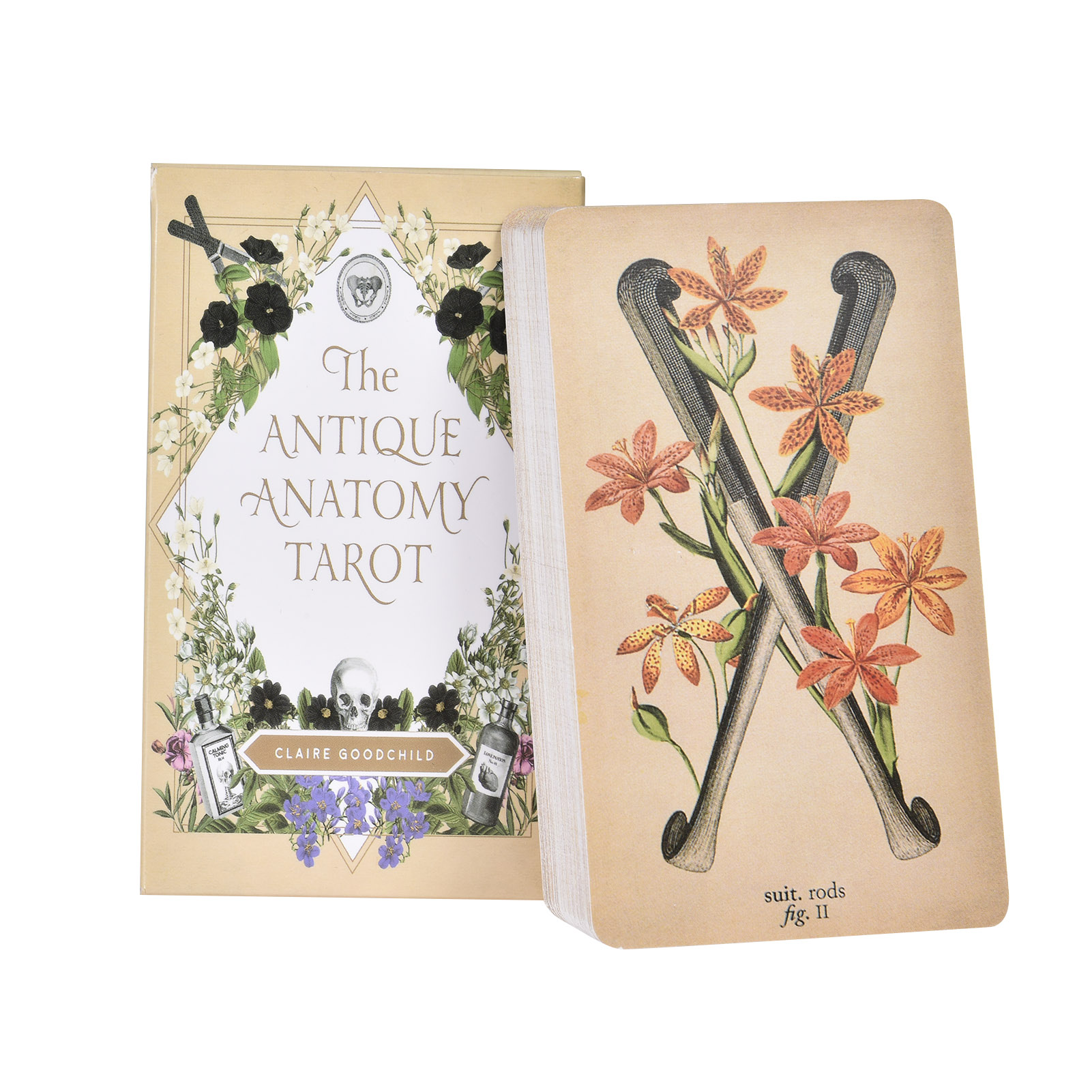 Tarot Deck With Guidebook - Die Antike Anatomie Tarotkarten Englische Version