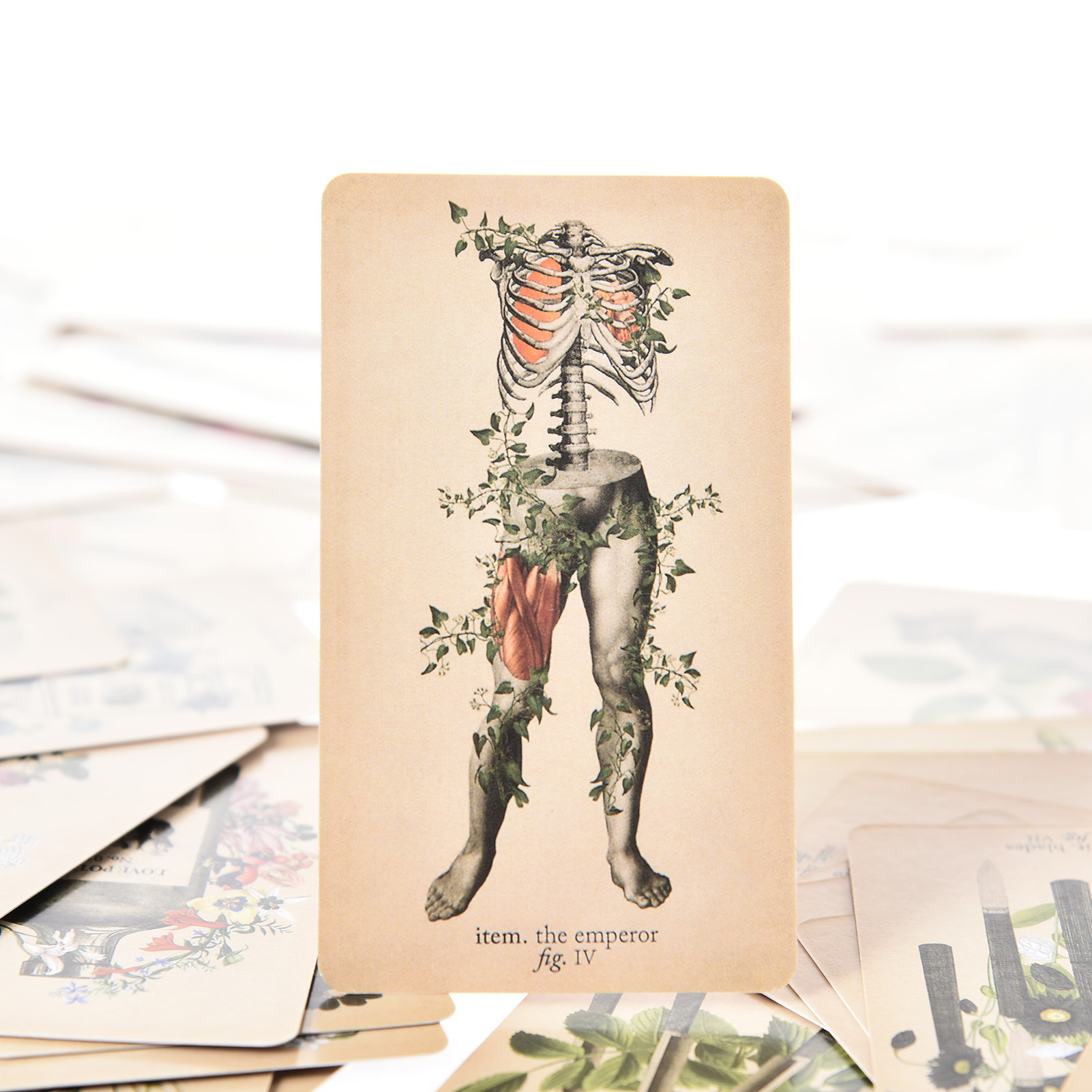 Die Antike Anatomie Tarotkarte – Tarot Deck With Guidebook Bewertung und Preis